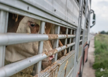 Demand That the Government Ban Live-Animal Export!