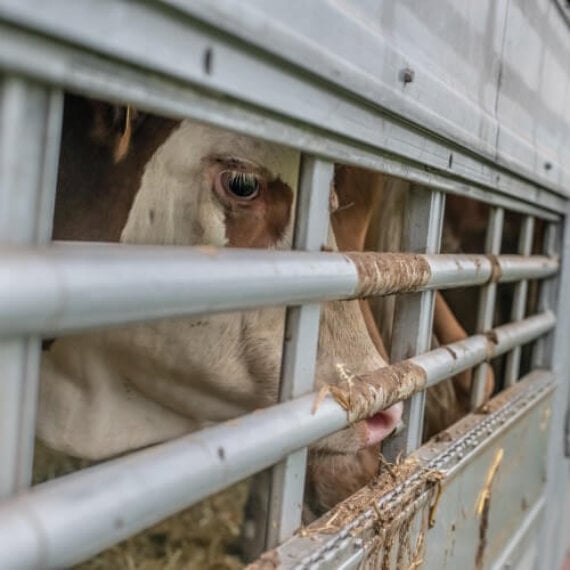 Demand the Government Implement a Live-Animal Export Ban!