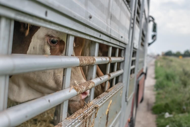 The Long Road to Slaughter: Live-Animal Export The Long Road to Slaughter: Live-Animal Export