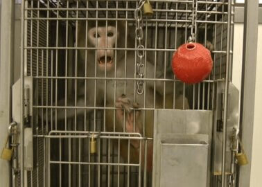 VIDEO: This US Lab Torments Imprisoned Monkeys, Drives Them Mad