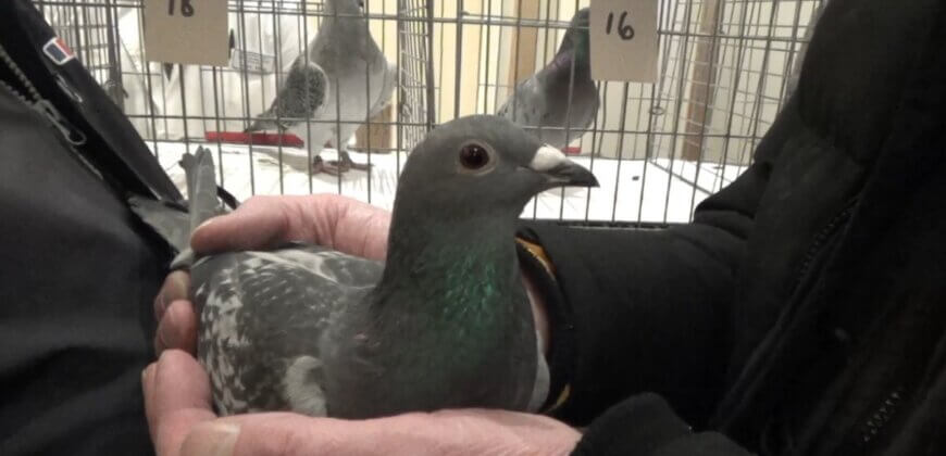 Breaking Investigation Queen S Pigeons Die In Smash Death Race Peta Uk Breaking Investigation Queen S Pigeons Die In Smash Death Race Peta Uk