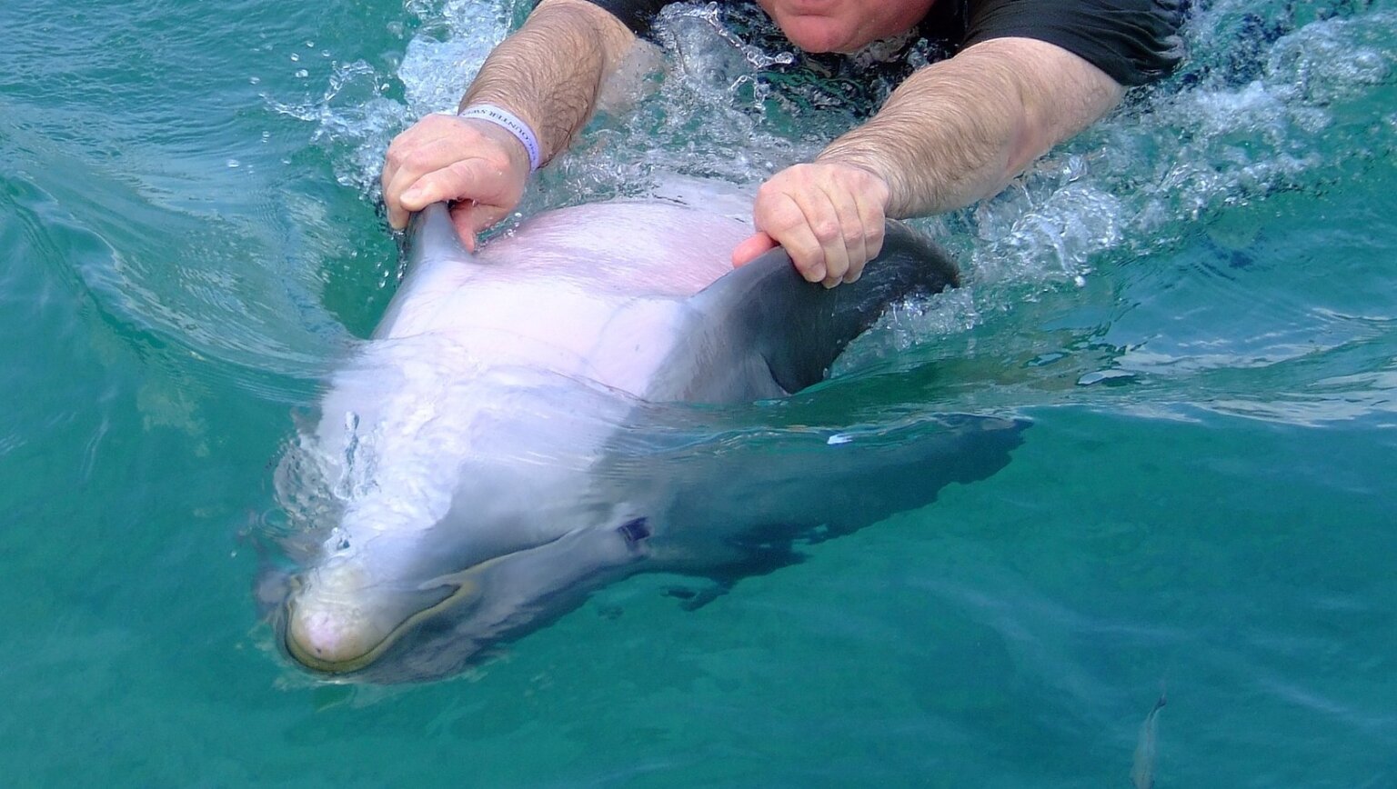 Marine Park Cruelty ‘Swim With Dolphins’ Photographer Reveals All