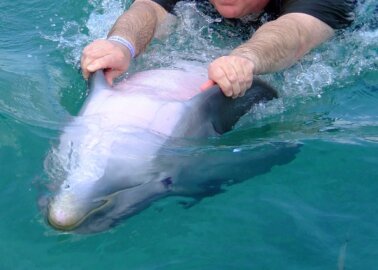 Swimming With Dolphins