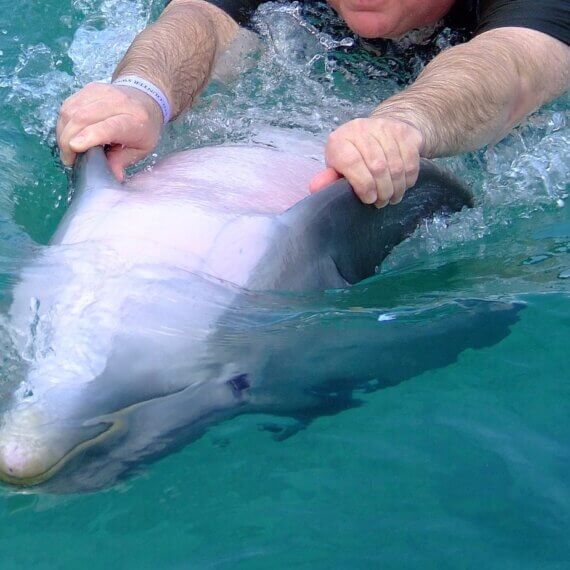 Swimming With Dolphins