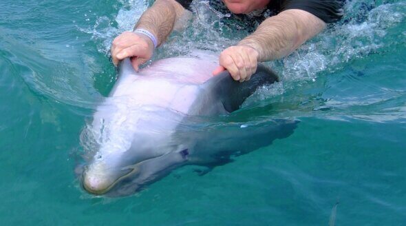 Marine Park Cruelty: ‘Swim With Dolphins’ Photographer Reveals All