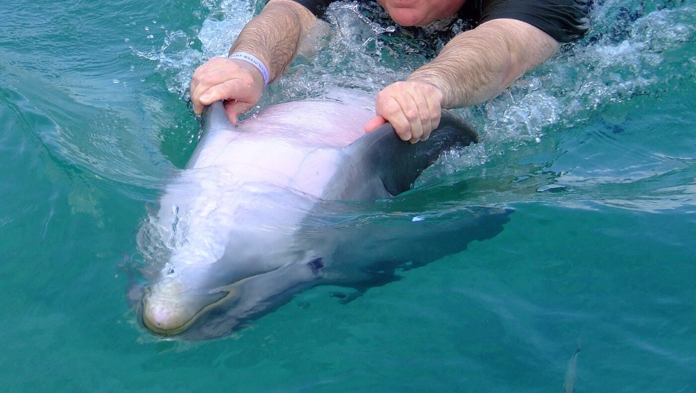 swim with dolphin sad