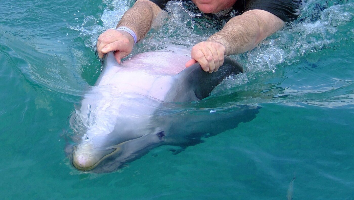 Marine Park Cruelty: 'Swim With Dolphins' Photographer Reveals All Marine Park Cruelty: 'Swim With Dolphins' Photographer Reveals All