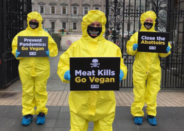 Meat Plant COVID-19 Cases Prompt PETA Hazmat-Suit Protest