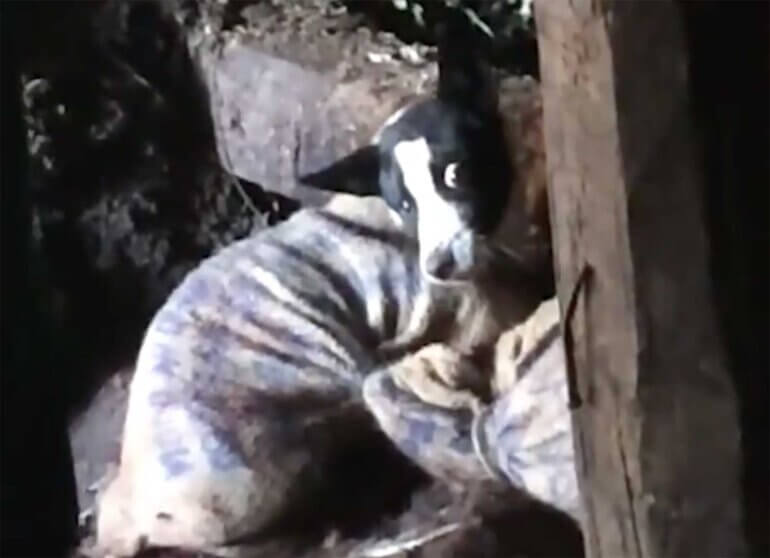 Image shows dog