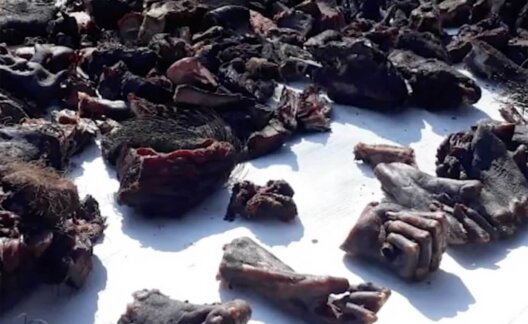 Image show body parts