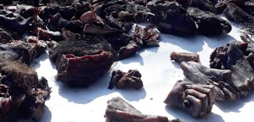 Revealed Dogs Clubbed to Death and Monkey Meat at India's Disease