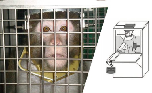 Image shows cruel monkey weightlifting experiment