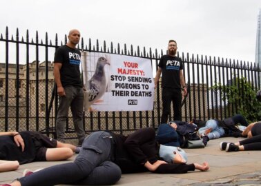 PETA’s ‘Pigeons’ Hold ‘Die-In’ at the Tower of London