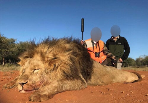 Image shows hunter posing with lion