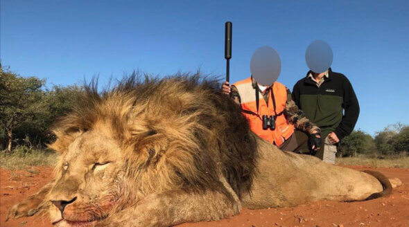 Image shows hunter posing with lion