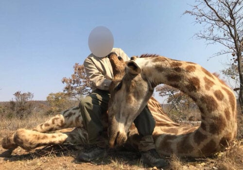 Image shows hunter posing with dead giraffe