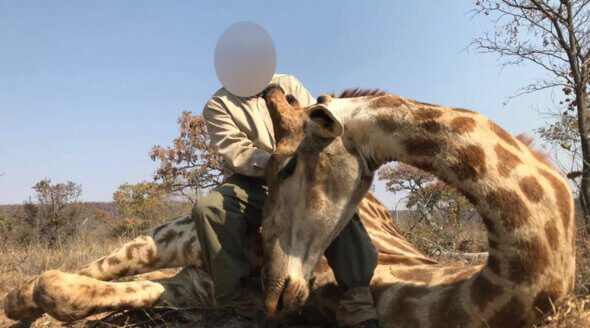 Image shows hunter posing with dead giraffe