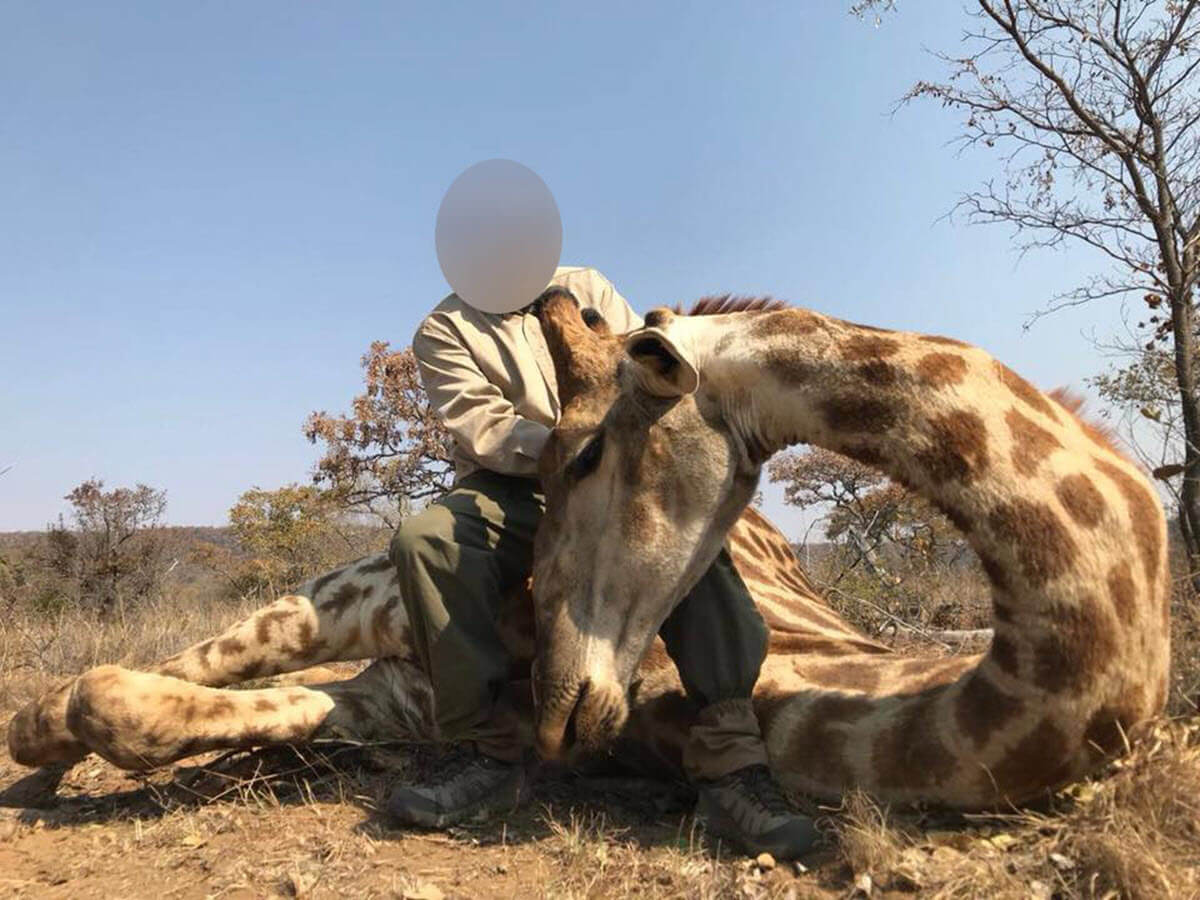 Image shows hunter posing with dead giraffe