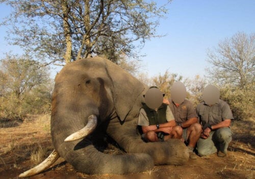 Image shows hunters posing with dead elephant