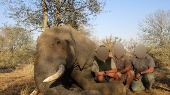 Image shows hunters posing with dead elephant