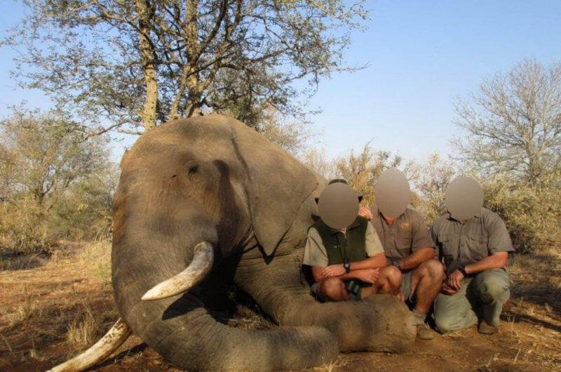 Image shows hunters posing with dead elephant
