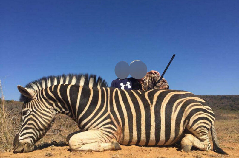 Image shows hunters with zebra