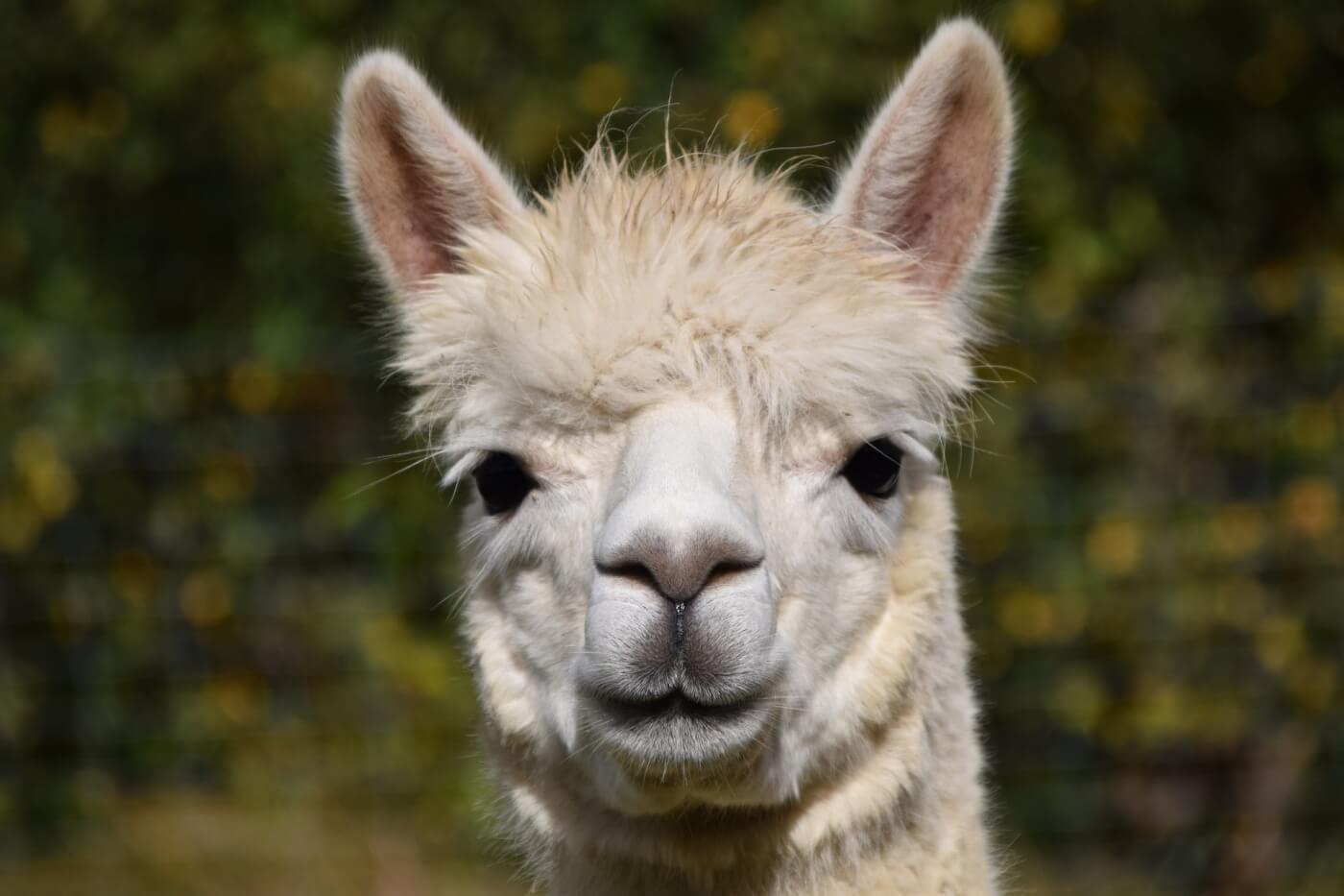 Alpaca