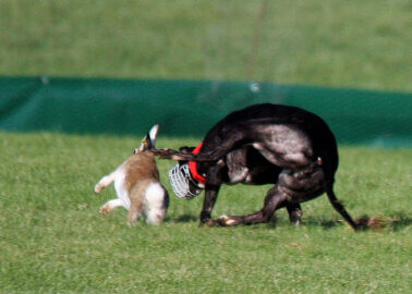 Hare Coursing Is Cruel – Let’s Consign It to the History Books!