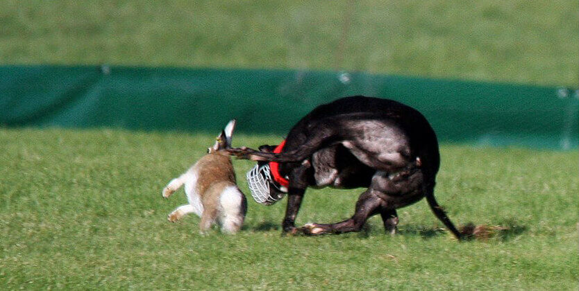 Coursing mastiff sale