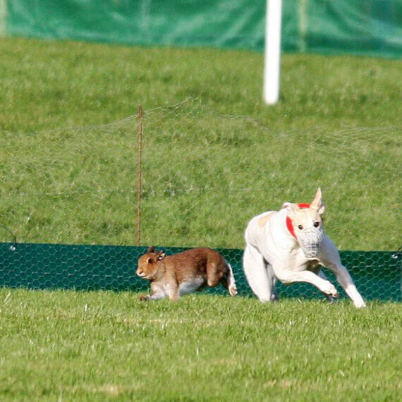 Tell the Irish Government to End Cruel Hare Coursing