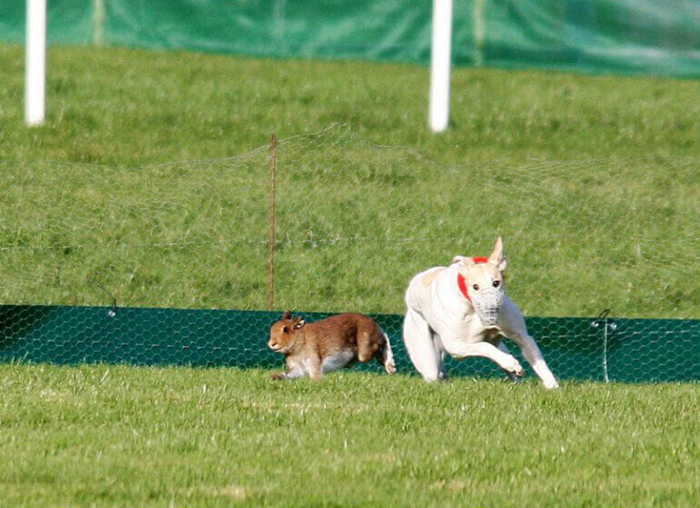 hare coursing peta uk