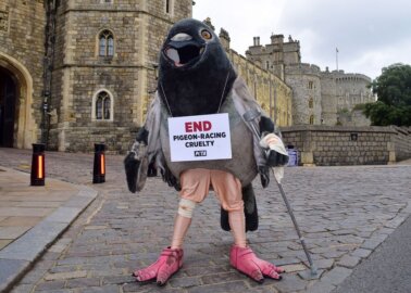 ‘Pigeon’ Pleads With the Queen to Stop Cruel Racing