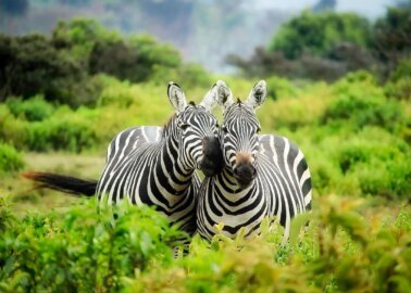 Wales to Ban Wild-Animal Circuses From 1 December 2020