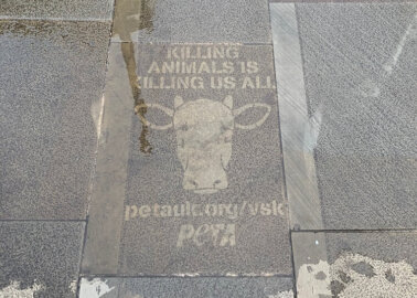 Manchester Lockdown Prompts Pandemic Message From PETA