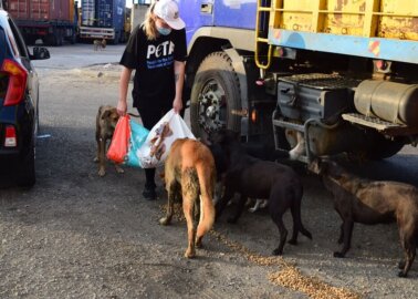 PETA and Local Groups Rescue Animals in Beirut
