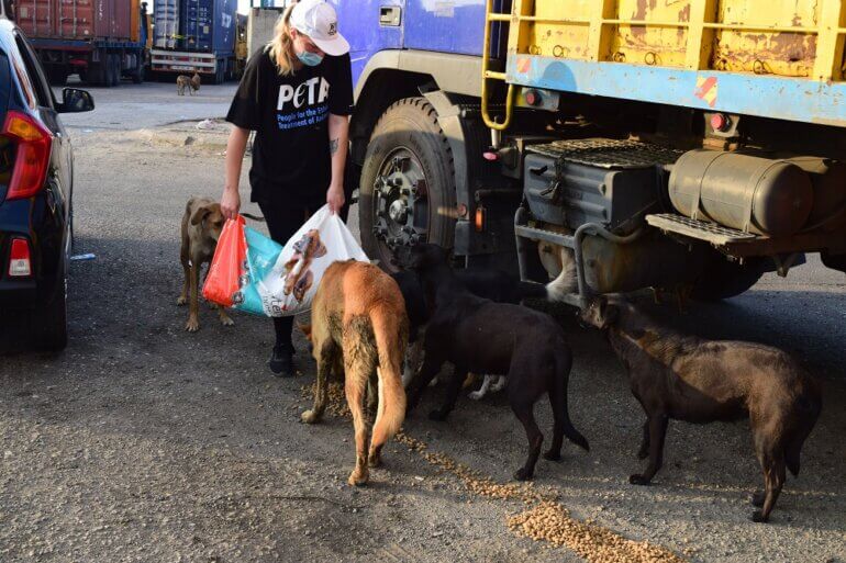 PETA and Local Groups Rescue Animals in Beirut