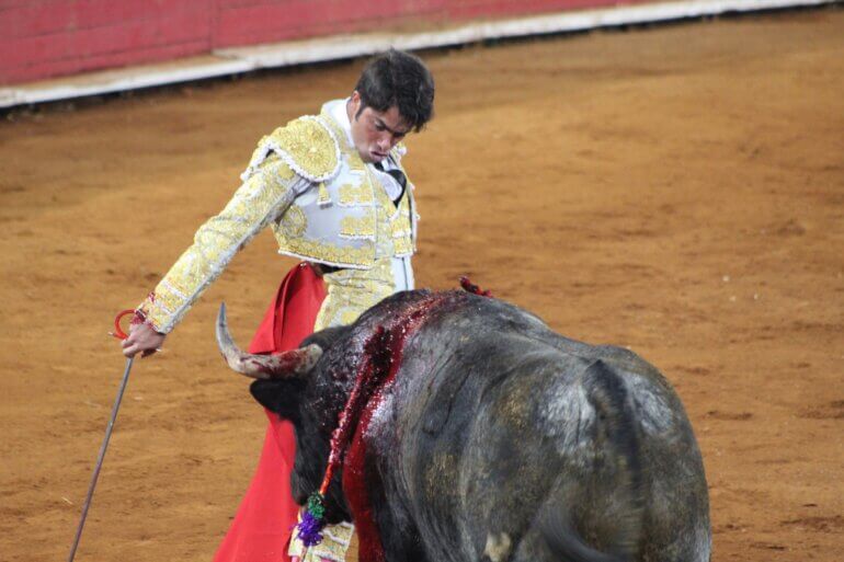 bullfight pixabay