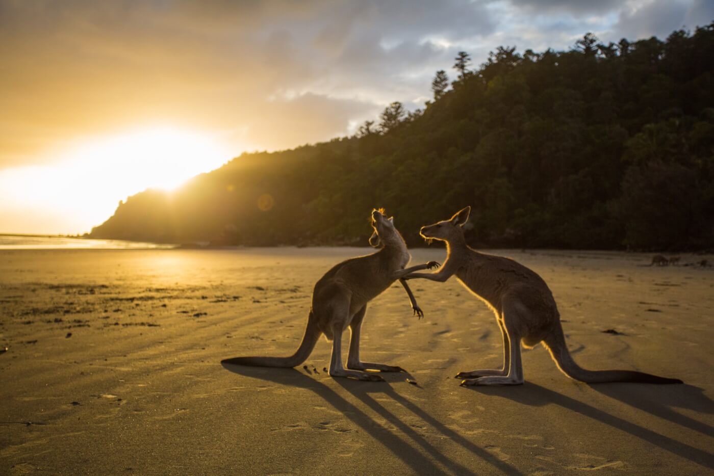 Prada Bans Kangaroo Leather! Prada Bans Kangaroo Leather!