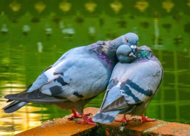 King Charles Urged to Cut Ties With Cruel Pigeon Racing Ahead of Coronation