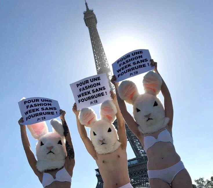 History in the Making! French National Assembly Votes to Protect Animals
