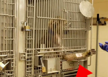 Video: Baboon Suffering and Death in US Organ-Transplant Laboratory