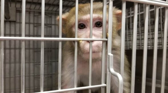 Image shows monkey at WNPRC