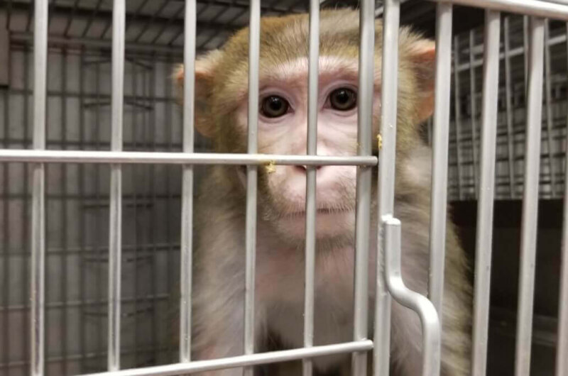 Image shows monkey at WNPRC
