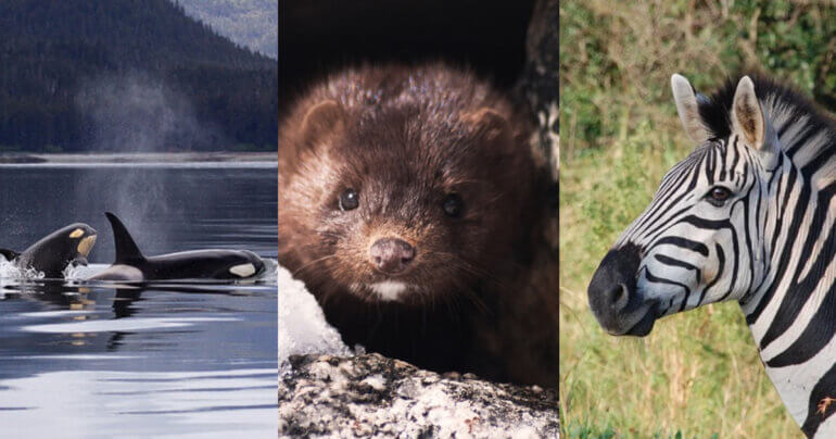 animals from france