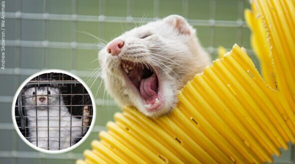 Good News for Minks! Polish Parliament Votes to Ban Fur Farming