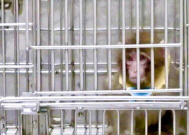 VIDEO: The Cruel Monkey Experiments the Lab Didn’t Want You to See
