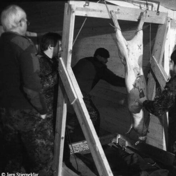Urge the Danish Military to Stop Killing Pigs in Trauma Training!