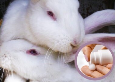 Court of Justice of the European Union’s Ruling Destroys Ban on Animal Testing for Cosmetics