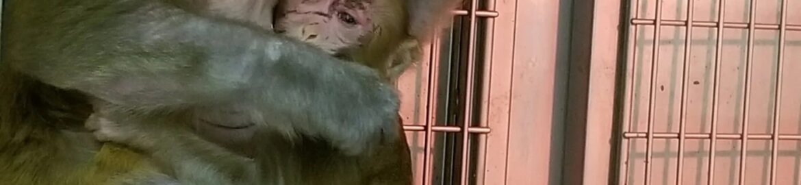 Image shows monkey at WNPRC