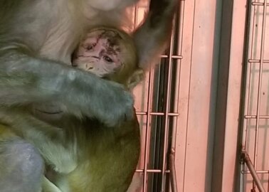 Workers Pry Baby Monkeys Away From Mothers, Electroshock Monkey Penises  in Depraved Lab